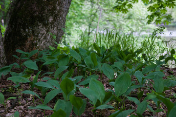 Lilies of the valley in spring forest nature
