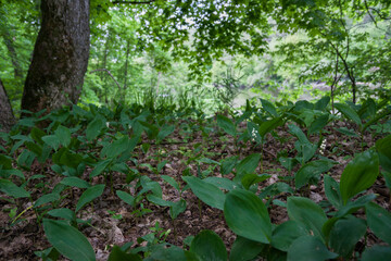 Lilies of the valley in spring forest