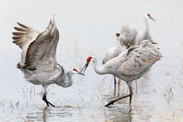Pair of Sandhill Cranes (Antigone canadensis) performing a courtship dance at dawn - New Mexico.
