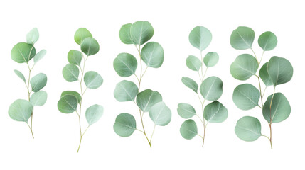 Obraz premium Eucalyptus leaves arrangement nature studio botanical photography