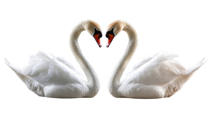 Fototapeta premium Elegant swans forming heart shape nature wildlife close-up