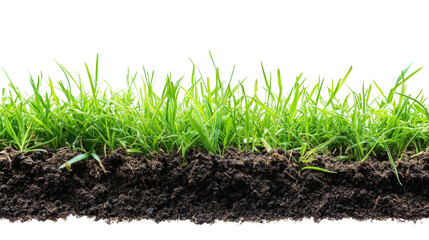 Lush green grass growth nature photograph outdoor close-up