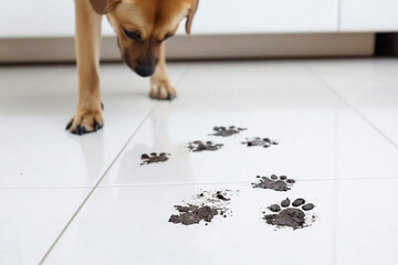 Fototapeta na wymiar Dog explores muddy paw prints on clean tiles in a bright kitchen setting