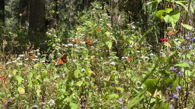 Monarch butterfly (Danaus plexippus) Methuselah in the Monarch Butterfly Biosphere Reserve in Rosario, Michoacan