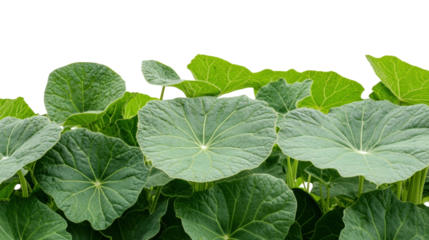Lush green leaves of indoor plant in bright light photography