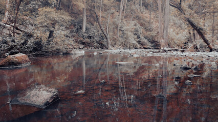 Stagnant pond and creepy growth