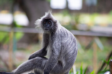 The silvery lutung Trachypithecus cristatus, also known as the silvered leaf monkey or the silvery langur
