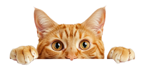 PNG Ginger cat peeking background animal white.