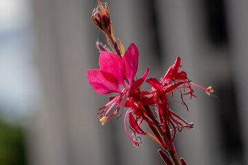 flower, nature, red, plant, flowers, garden, leaf, spring, pink, autumn, blossom, tree, leaves, bloom, yellow, flora, beauty, summer, fall, macro, branch, closeup, color, petal, bright