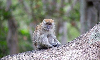 The crab eating macaque, also known as the long-tailed macaque or cynomolgus macaque.
