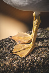 Detail of a seagull's leg. Seagulls in the port of Porto, Portugal