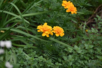 Marigold in herb garden