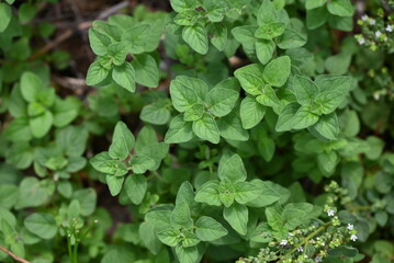 Close up of Oregano in garden