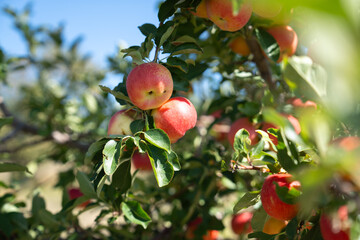 ripe apples on a tree branch
