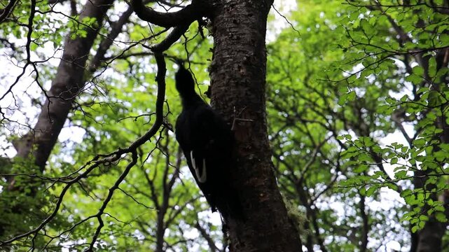 Woodpecker knocking on wood in the forest of Patagonia in the Andes mountains. Woodpecker bird in the wild nature, natural habitat environment of the forest fauna