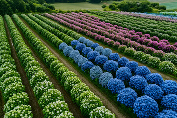Stunning Drone Photography of Hydrangea Fields in Full Bloom
