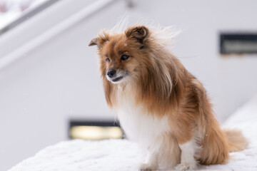 Fototapete bei efototapeten.de bestellen   