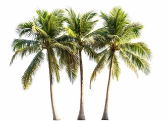 Three stately palm trees isolated against a stark white backdrop evoke tropical serenity, offering a clean and versatile visual element