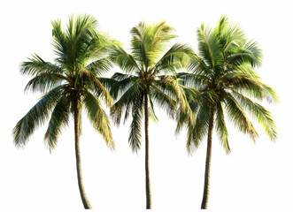 Obraz premium Three sun-drenched coconut palm trees stand against a crisp white backdrop evoking tropical tranquility and summer paradise imagery