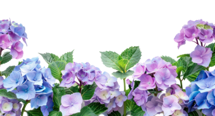 Colorful hydrangea floral border