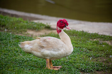 A portrait of avian elegance.  The duck's distinctive crimson crest adds a touch of regal flair to its otherwise simple form.  A study in contrasts.
