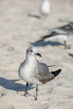Herring Gull Resting by the Shore in Puerto Progreso, Yucat&aacute;n