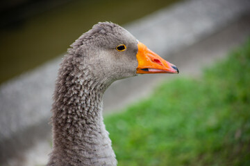 Close up to head domestic goose in nature farm garden