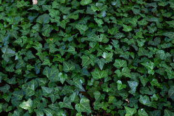 Green ivy leaves background
