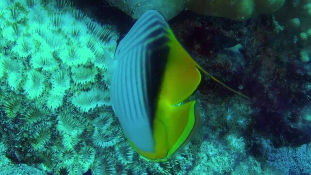 angelfish close up view in the coral reef