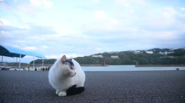 坂手島の猫 （三重県鳥羽市, 2024年11月）
