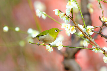Plum Blossoms and the White-Eyed Wonder