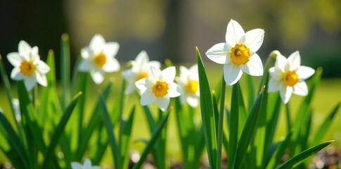 Fototapeta premium White narcissus flowers blooming in a spring garden with greenery, floral arrangement, greenery
