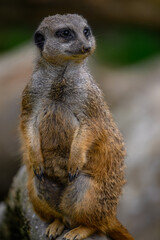 Slender-tailed Meerkat (Suricata suricata) on the Watch