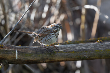 Song Sparrow (Melospiza melodia) in Early Spring