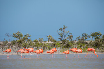 Obraz premium Americano también conocido como flamencos caribeños Phoenicopterus ruber en la laguna de Celestún y Río Lagartos Yucatán, México