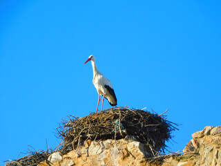Fototapeta premium white stork in the nest