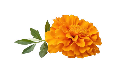 A single orange flower with a green stem