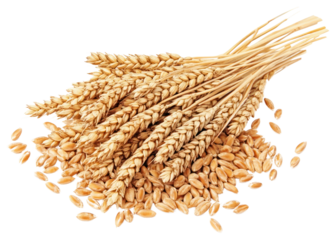 PNG Wheat grains wheat produce food.