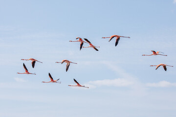 Americano también conocido como flamencos caribeños Phoenicopterus ruber en la laguna de Celestún y Río Lagartos Yucatán, México