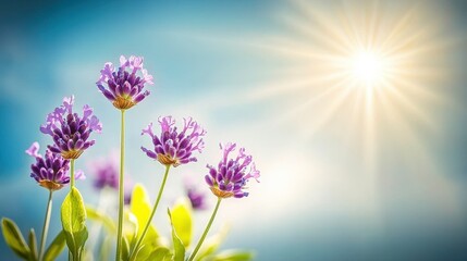 Lavender flowers bloom on sky background. Sunny day, natural beauty. Perfume, aromatherapy
