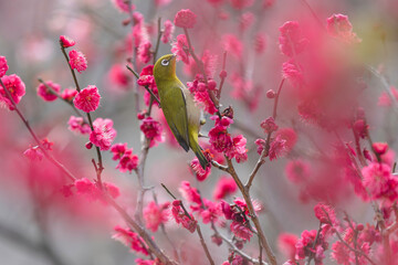 Blossoms and the Feathered Friend