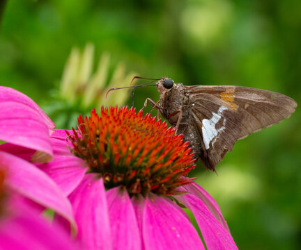Silver-spotted Skipper butterfly on a Cone Flower