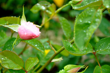 Pink rosebud with raindrops surrounded by green leaves in a garden and copy space