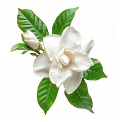 Naklejka premium Gardenia Isolated on White Background. Beautiful Gardenia Flower