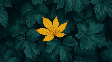 Single Yellow Leaf Among Dark Green Leaves in Autumn Season