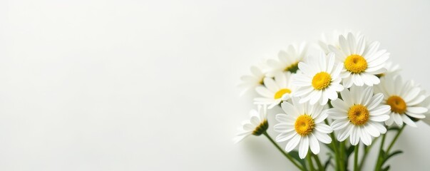 Fototapeta premium Elegant cluster of blooming camomiles, pristine white, pure background , white, plant