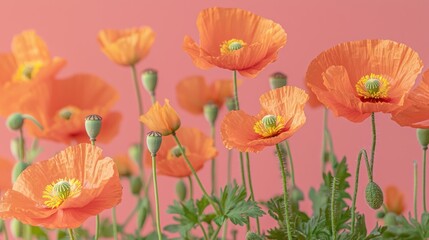 Fototapeta premium Orange poppies blooming against a coral background.