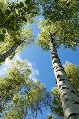 Fototapeta premium Majestic View of Towering Birch Trees and Lush Green Foliage Under a Clear Blue Sky : Generative AI