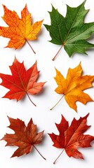 Fototapeta premium A vibrant collection of autumn leaves showcasing various colors and textures