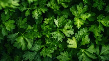 Detailed Close-Up Shot of Fresh Parsley Leaves on Green Background